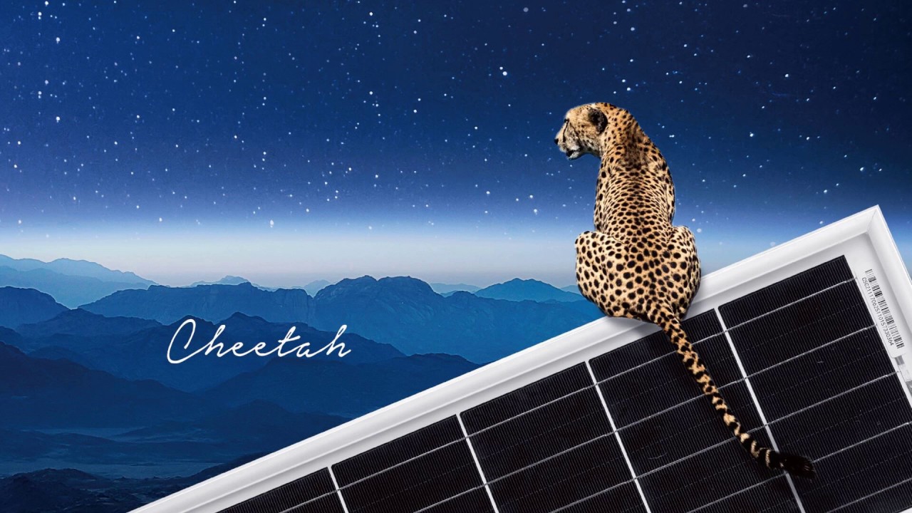 Jinko 400 W Panels