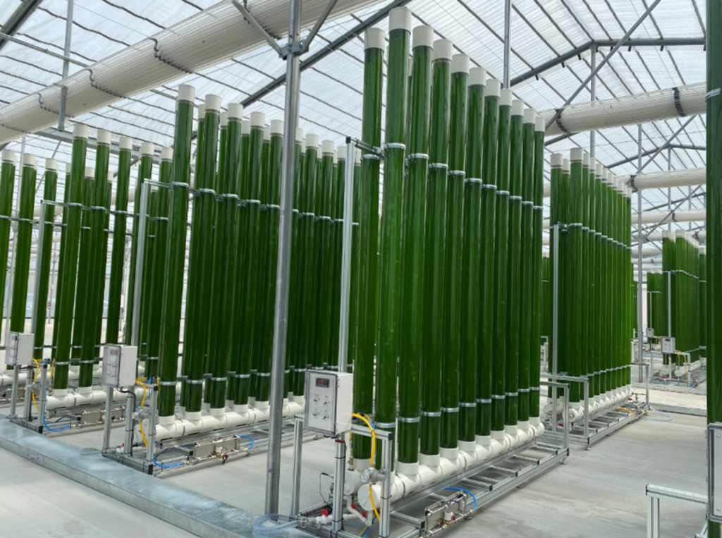 TrueAlgae’s production facility. (Image: TrueAlgae)